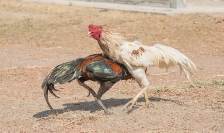 Chinh Phục Đấu Trường Đá Gà GA28 Tại SV368 Với Mẹo Cược Hay 1 Đá Gà GA28 Tại SV368