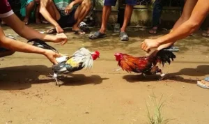 Đá Gà WS168 Tại SV368