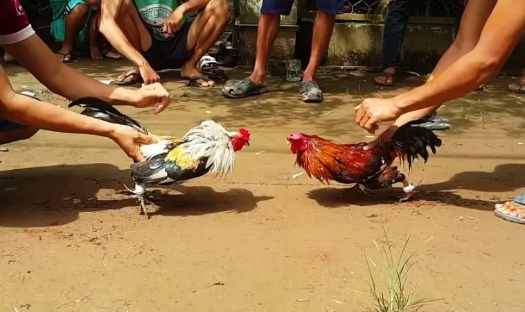 Trở Thành Cao Thủ Đá Gà WS168 Tại SV368 Chỉ Sau Vài Phút 1 Đá Gà WS168 Tại SV368