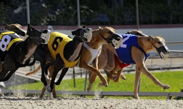 Bật Mí Cách Chơi Đua Chó SV368 Luôn Thắng Từ Chuyên Gia 1 Đua Chó SV368